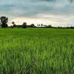 فروش زمین در شهرک آماده‌ با سند رسمی اقساطی