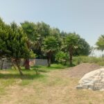 🌲 فروش زمین در دل طبیعت سرسبز شمال
